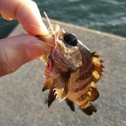 2019年5月21日釣行in伊崎漁港界隈