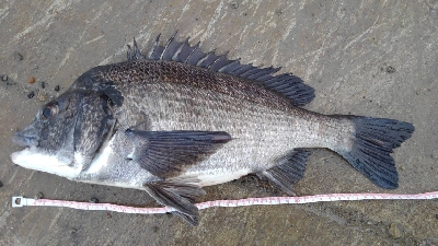 5/12釣果。チヌ3匹キス10匹