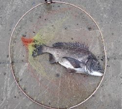 5/1釣果。令和も釣るぞ！チヌ2匹