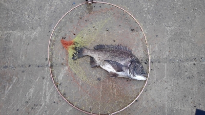 5/1釣果。令和も釣るぞ！チヌ2匹