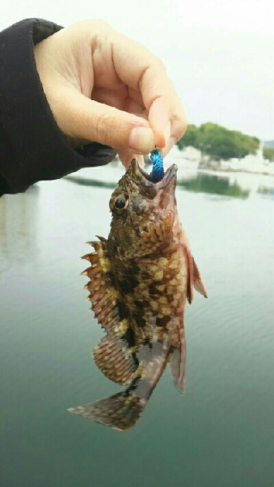 ちっちゃいカサゴ