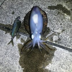 令和初アオリ！