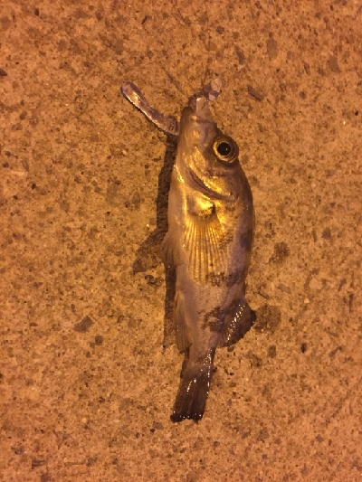 アジをもとめて