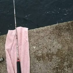 モンスターハンター釣行