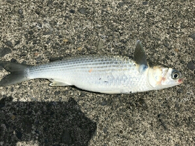 ファミリーフィッシング