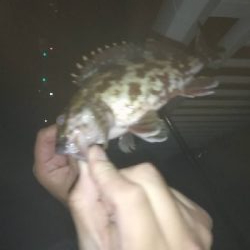 夜釣り短期決戦