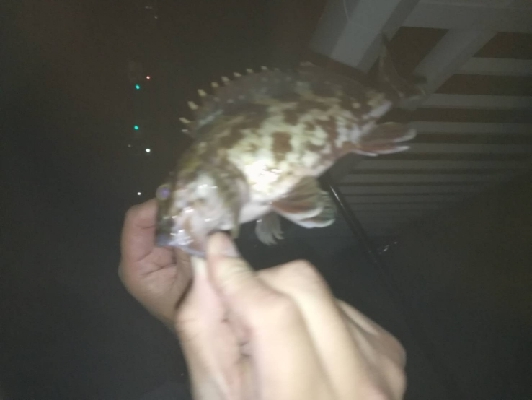 夜釣り短期決戦