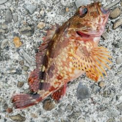 コチ釣り　～エソ祭り～