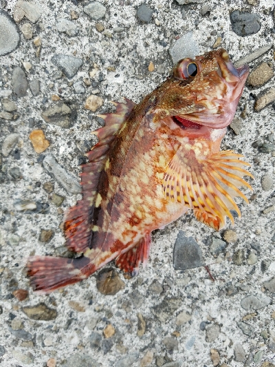 コチ釣り　～エソ祭り～
