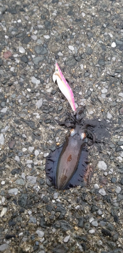 長雨の影響で不調