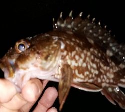 いとしのレイワ