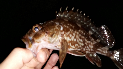 いとしのレイワ