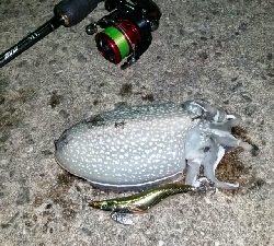 令和初のコウイカ