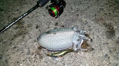 令和初のコウイカ