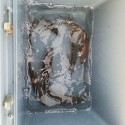 ファミリーフィッシング