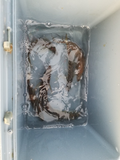 ファミリーフィッシング