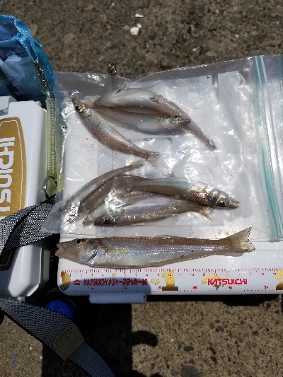 娘とキス釣り！