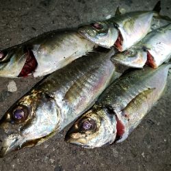 メバル活性高い