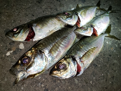 メバル活性高い