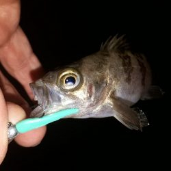 ガシリングとメバリング