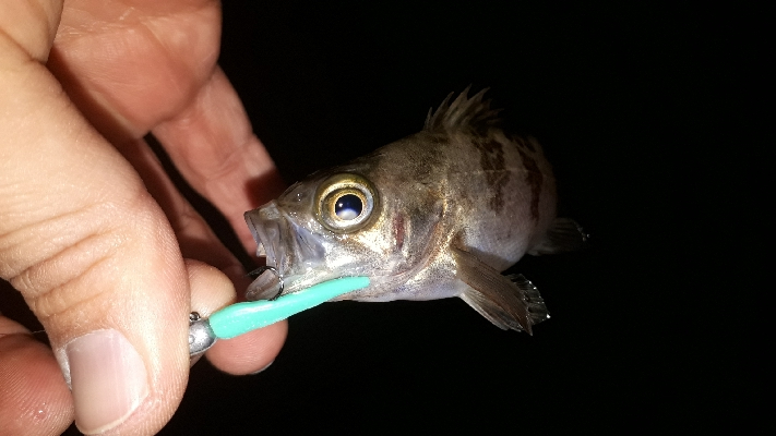 ガシリングとメバリング