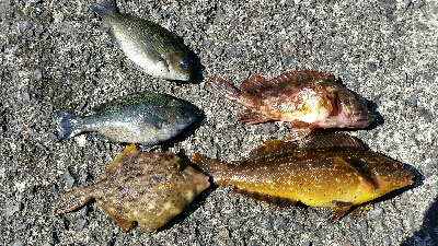 日中エギングあたりなし…