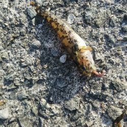 キス釣り　～キビレ、40.5センチ～