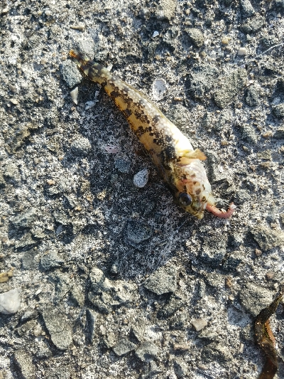 キス釣り　～キビレ、40.5センチ～