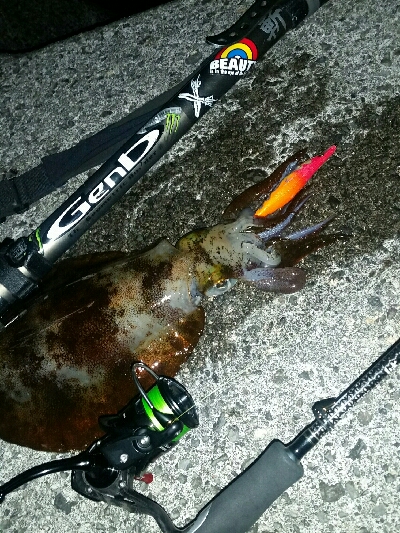 キロアップアオリイカ