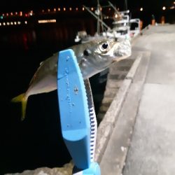 久々のアジゴちゃん