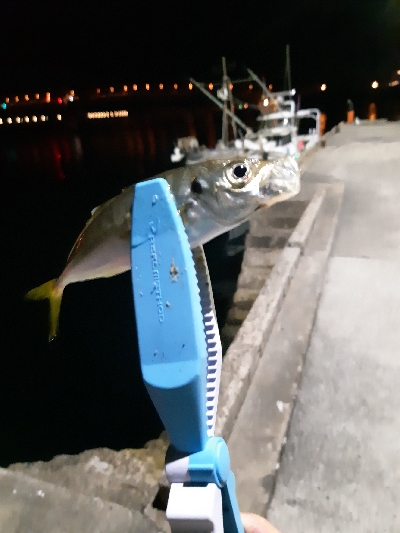 久々のアジゴちゃん