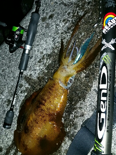 湯浅3日目　良型アオリイカ