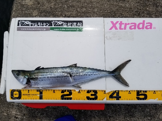 現在の神戸沖堤防。実釣と周辺確認分踏まえて…