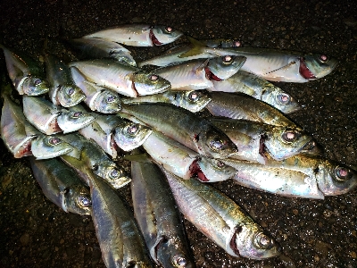 久しぶりの大漁