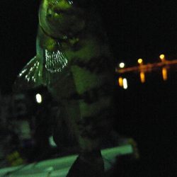 アジ調査でしたが