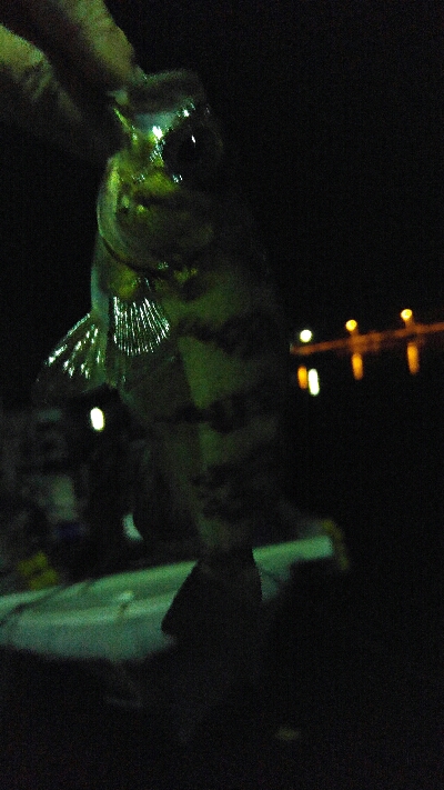 アジ調査でしたが