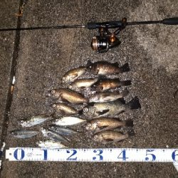 疲れるくらい釣れたぁー