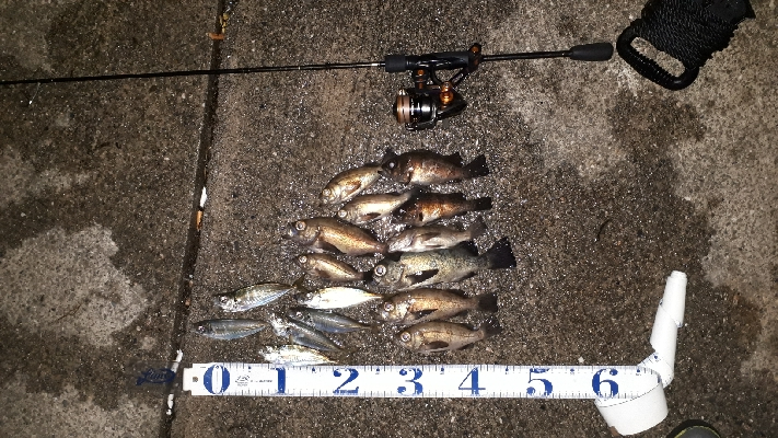 疲れるくらい釣れたぁー