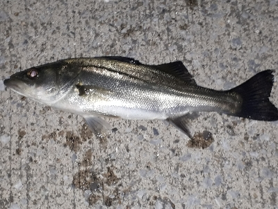 バチ抜け最盛期