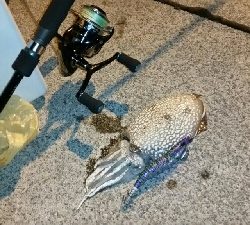 アオリイカ釣りたい