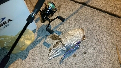 アオリイカ釣りたい