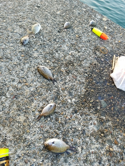 キス釣り　～泳がせ当たりなし～