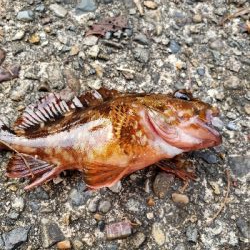 ガッシーは裏切らない