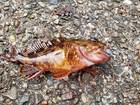 ガッシーは裏切らない