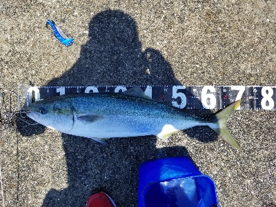 大蔵海岸シーズンイン