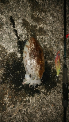 アオリイカがいたけど