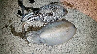 エギング楽しい♪