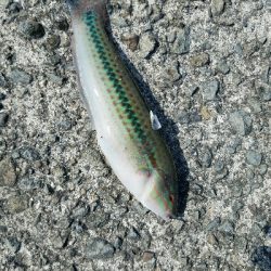 キス釣り　～当たりは少なかった～