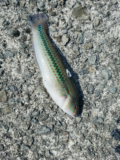 キス釣り　～当たりは少なかった～