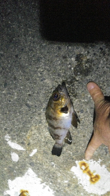 そろそろメバリングも終わり、かな？